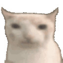 dummy cat