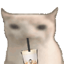 dummy cat